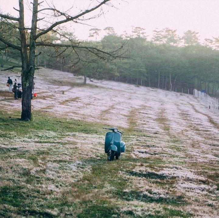 Đến mùa cỏ hồng, những ngọn đồi trong thành phố Đà Lạt vô cùng thu hút các du khách đến chụp ảnh và săn mây.