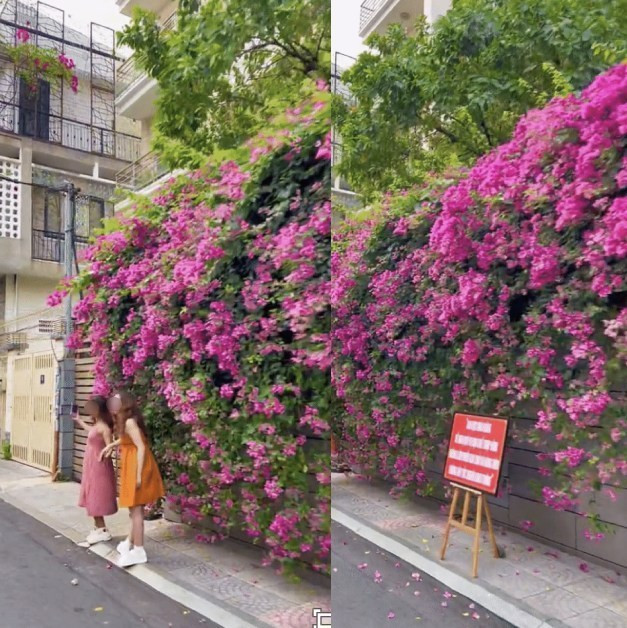 Ngoài cây cầu trên, nhiều địa điểm check-in khác cũng buộc phải thay đổi vì ý thức của nhiều bạn trẻ. Đáng chú ý là đoạn đường hoa giấy lan truyền rộng rãi trên mạng xã hội cũng phải đặt biển thông báo hạn chế chụp ảnh.