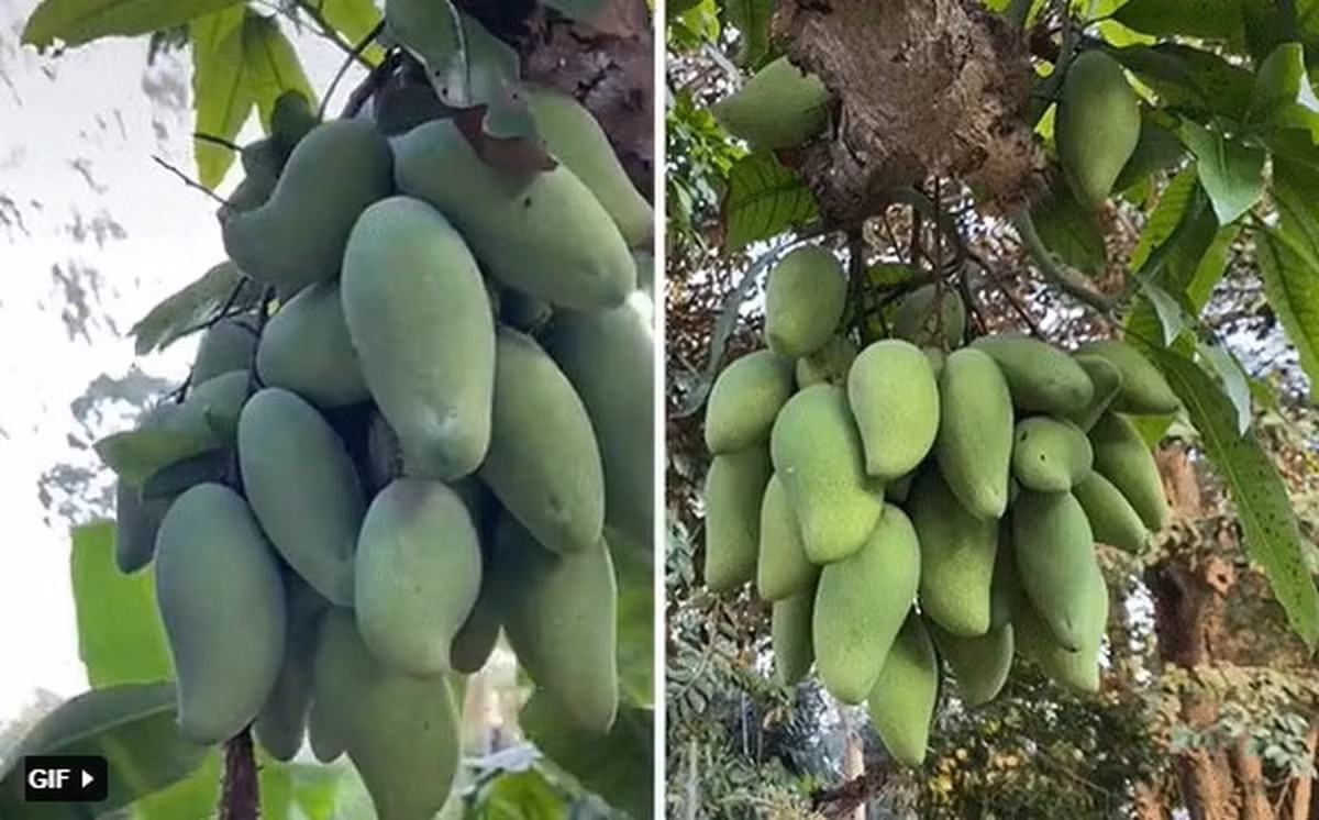 Không chỉ hội chị em mà đến cánh mày râu cũng phát thèm khi nhìn thấy những cây xoài ra quả chi chít, thành từng chùm.