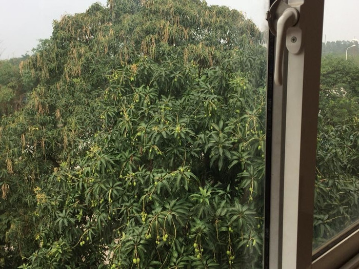 Hài hước hơn, sau màn khoe cây xoài mắn đẻ nhặt ở bãi rác, chủ nhân của cây này không quên đề phòng các nam thanh nữ tú có ý định trộm xoài bởi nhà nuôi chó dữ: "Mấy đứa hẹn hò tối qua nhà tao bẻ trộm xoài non chấm muối thì dẹp ngay nhé. Cảnh báo nhà tao nuôi chó dữ tối xích ngay gốc đấy nhé".