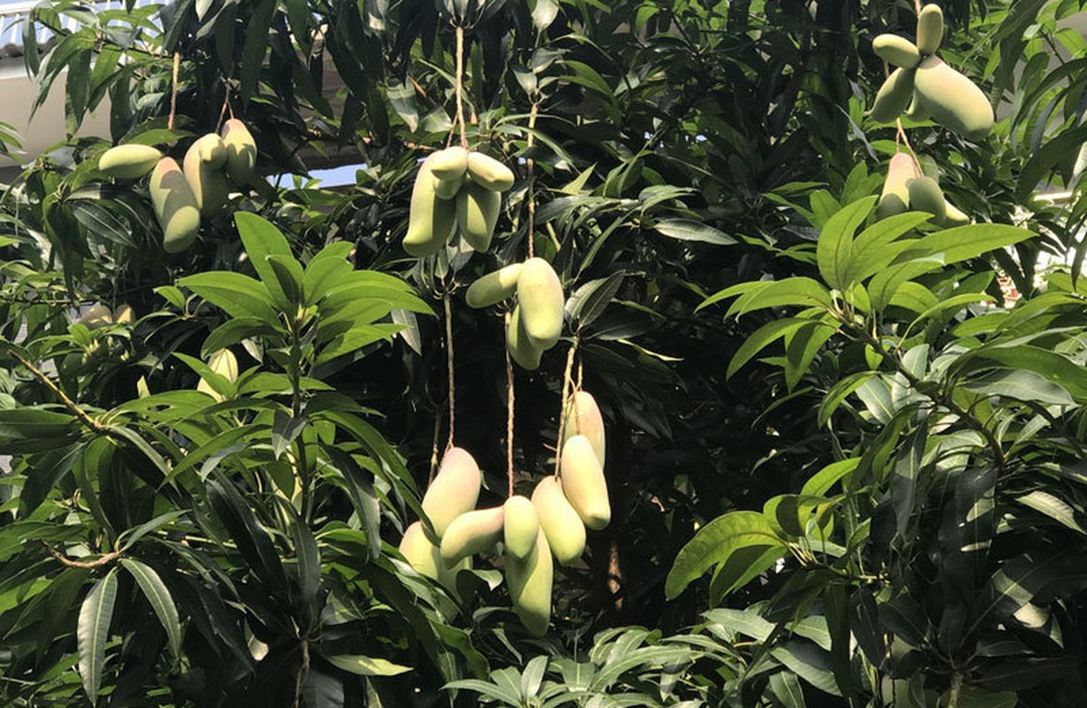 Thân cây không quá lớn, các tán lá cành lá cũng không quá xum xuê nhưng lại vô cùng sai quả đến nỗi làm nặng trĩu cả cành cây.