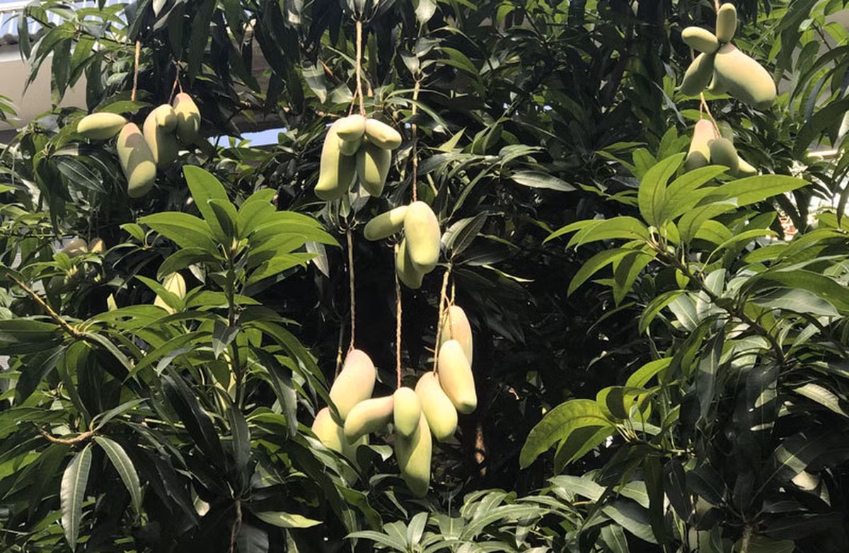 Thân cây không quá lớn, các tán lá cành lá cũng không quá xum xuê nhưng lại vô cùng sai quả đến nỗi làm nặng trĩu cả cành cây.