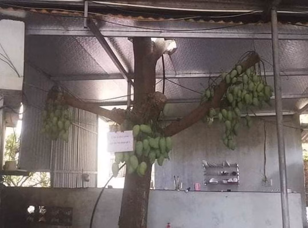 Cây xoài này mọc vô cùng đặc biệt trong nhà khiến cư dân mạng vô cùng bất ngờ.