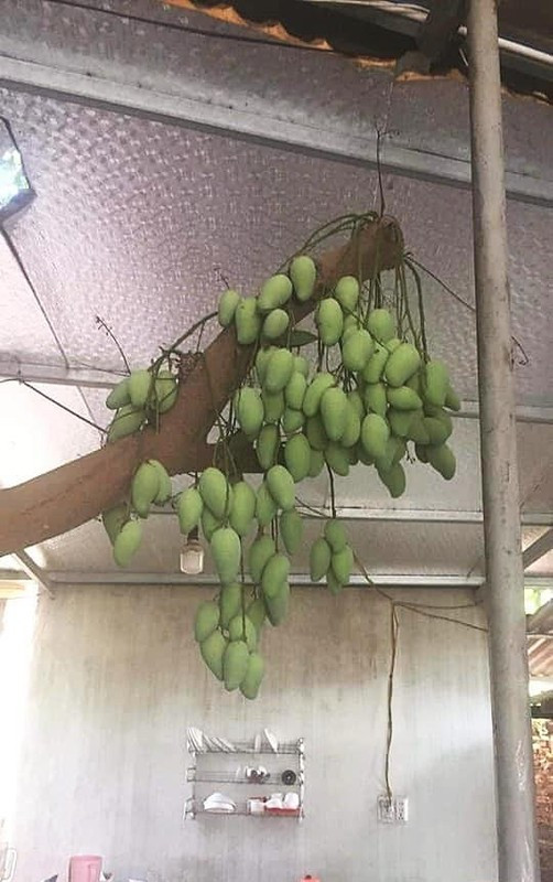 Ngay đầu cành chỗ bị chặt cụt cũng là nơi chùm xoài mọc nhiều nhất, quả nào quả nấy to đều nhìn vô cùng thích mắt. Ảnh: Tổng hợp