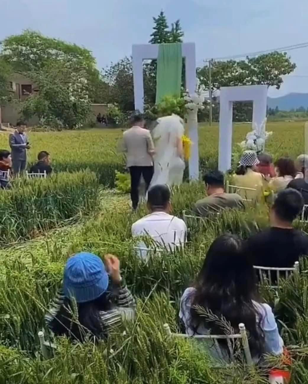 Cô dâu chú rể mặc trang phục cưới hào hứng giữa lễ cưới đậm chất nghề nông. Chú rể mặc vest trang nghiêm, còn cô dâu diện váy trắng ôm hoa cưới vàng nổi bần bật giữa ruộng lúa xanh ngát.