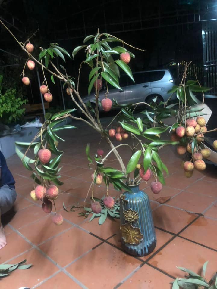 Tận dụng những cành vải trĩu quả, nhiều người đã cắm vào lọ hoa tạo thành thứ cây cảnh độc nhất vô nhị mà có lẽ chỉ người dân trồng vải mới làm được. Ảnh: Nguyen Minh Thin