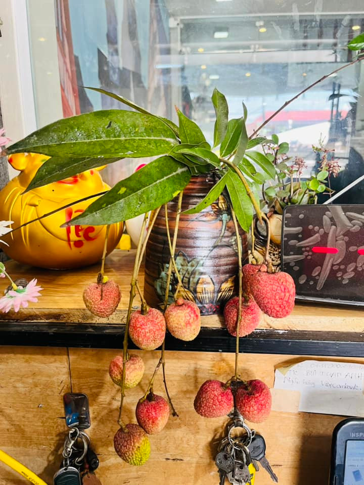 Trên mạng xã hội, một số netizen đã khoe bình hoa vải thiều tự cắm vô cùng độc đáo, lạ mắt. Ảnh: Bùi Tuấn Anh