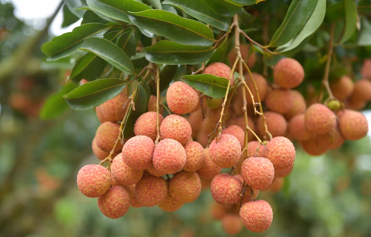 Hiện tại đang là mùa vải thiều và đây là loại quả yêu thích của rất nhiều người. Quả vải cũng là đặc sản của người dân Bắc Giang. Với tính chất ngon ngọt, mọng nước, quả vải ngoài ăn tươi còn được chị em chế biến thành nhiều hình thức khác như thạch vải, chè vải, vải sấy... Ảnh: Vietnam+