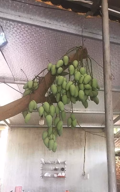 Thậm chí có cư dân mạng còn đoán giá lên đến 7 tỷ đồng cho xây xoài này khiến ai cũng "choáng".