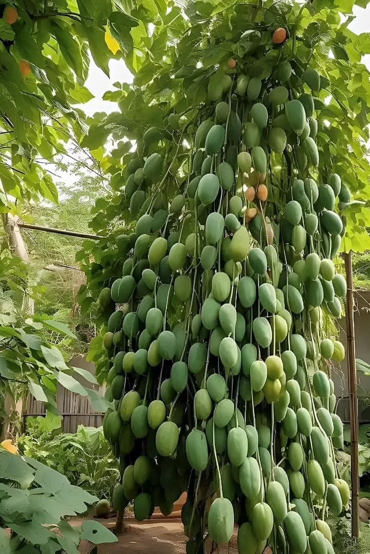 Theo như hình ảnh ghi lại, cây xoài này mọc chi chít quả khắp thân cây, quả nào quả nấy có kích cỡ ngang nhau trông vô cùng bắt mắt.