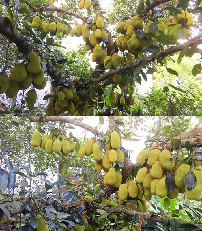 Cây mít "mắn" nhất Việt Nam với hơn 500 quả từng khiến cư dân mạng xôn xao.