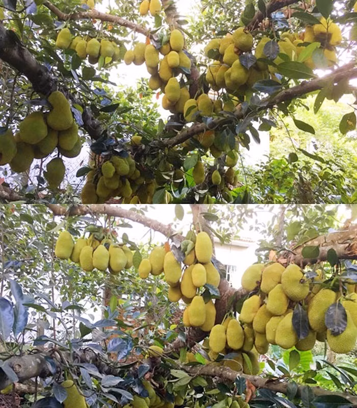 Cây mít "mắn" nhất Việt Nam với hơn 500 quả từng khiến cư dân mạng xôn xao.