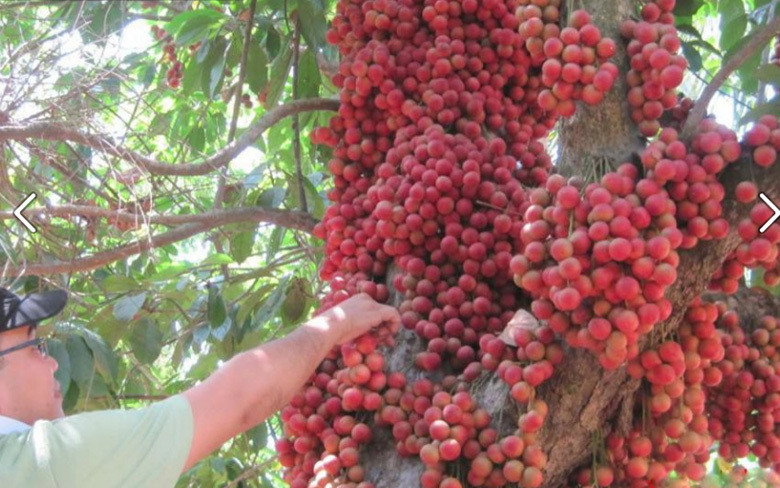 Dù đây không phải là cây mắn quả duy nhất được chia sẻ rầm rộ trên mạng xã hội thế nhưng vẫn gây ấn tượng mạnh mẽ.