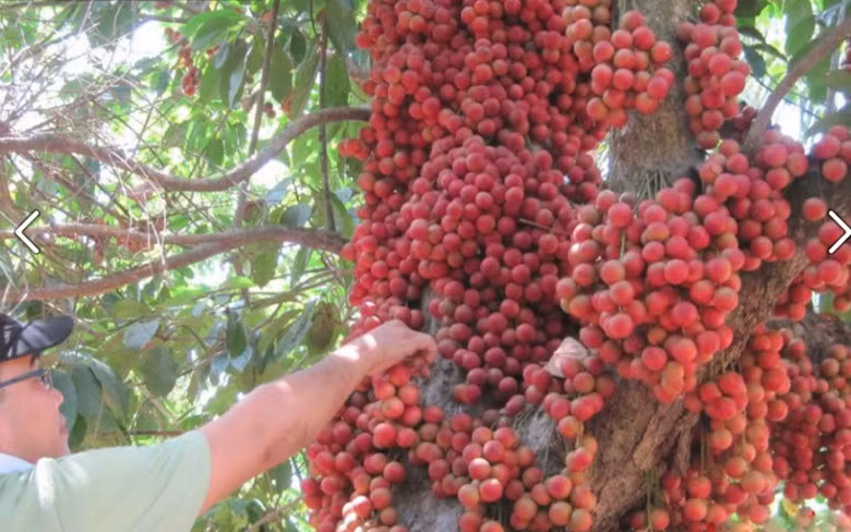Dù đây không phải là cây mắn quả duy nhất được chia sẻ rầm rộ trên mạng xã hội thế nhưng vẫn gây ấn tượng mạnh mẽ.