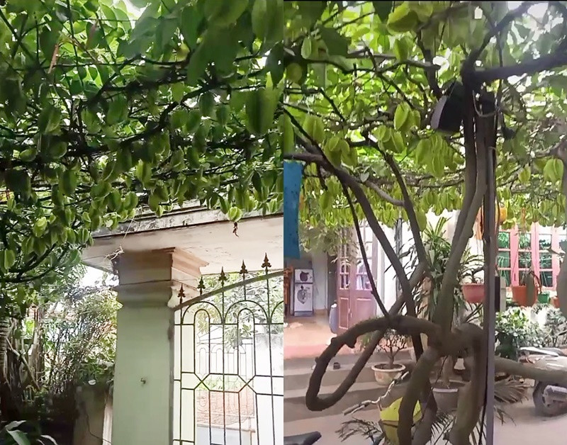 Không chỉ có cây xoài ở trên, mà trước đây cũng đã xuất hiện nhiều cạnh tượng xum xuê, nặng trĩu cành như vậy.