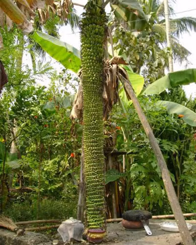 Mỗi lần được ngắm những vườn trái cây tươi tốt, trĩu quả như vậy lại khiến cho không ít người ngỡ ngàng. Ảnh: Tổng hợp