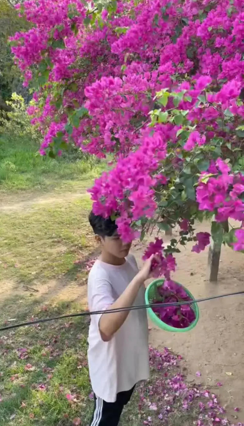 Tưởng chừng là một loài hoa dùng để trang trí, nay hoa giấy lại được chế biến thành hoa chiên giòn lạ miệng. Ảnh: @minhkhangg05