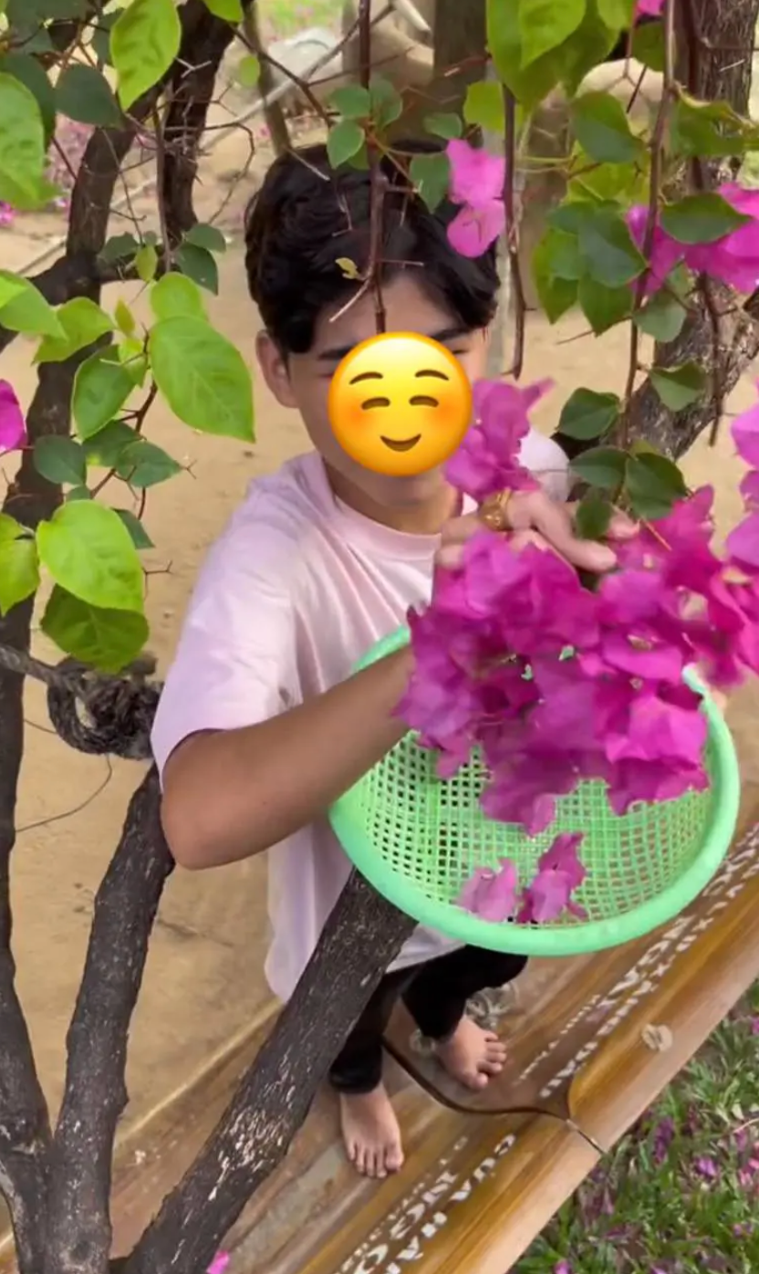 Hoa giấy hiện tại đang gây chú ý hơn bao giờ hết khi được nhiều TikToker hái và làm món ăn. Ảnh: @minhkhangg05