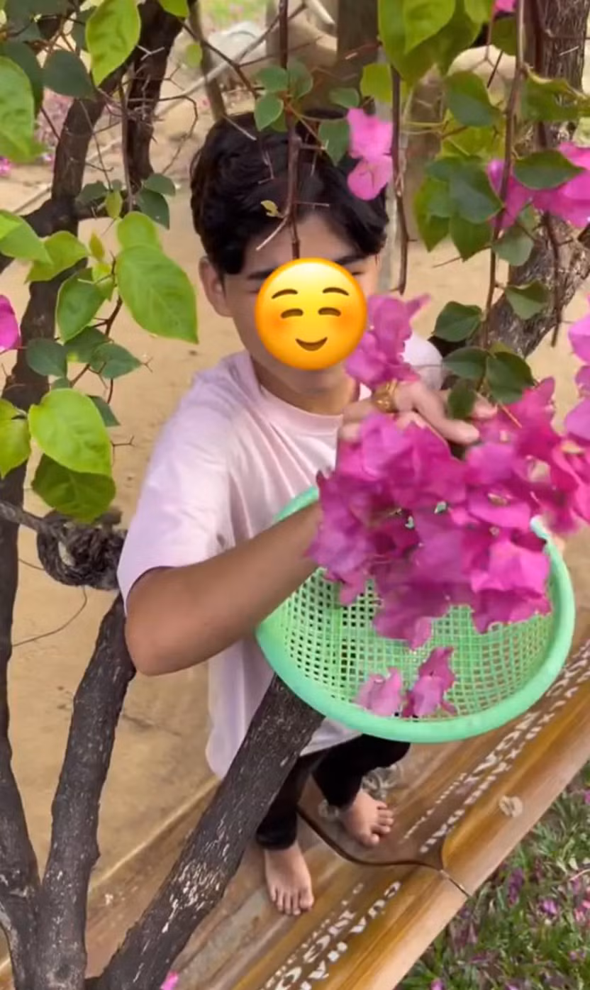 Hoa giấy hiện tại đang gây chú ý hơn bao giờ hết khi được nhiều TikToker hái và làm món ăn. Ảnh: @minhkhangg05