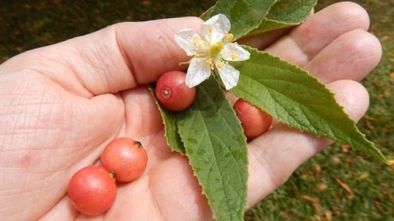 Với những người thuộc thế hệ 8X 9X, hương vị ngọt ngào của trái trứng cá là kỷ niệm tuổi thơ không thể nào quên. Ảnh: Tổng hợp Internet