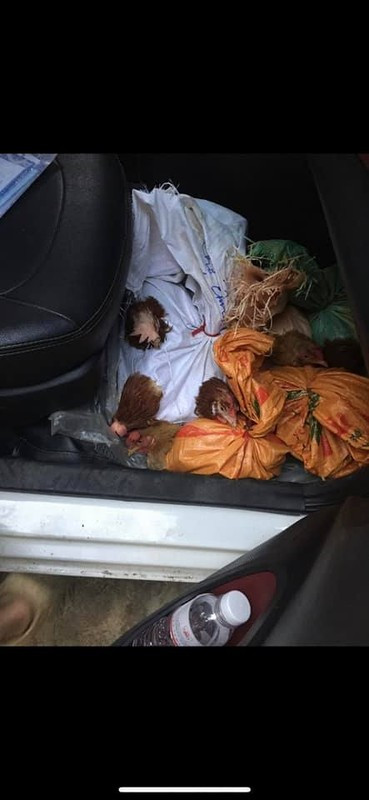 Từ những nhu yếu phẩm như rau củ, thịt trứng cho đến đồ ăn vặt như bánh kẹo, nước ngọt, sữa tươi…hay những con gà,... tất cả đều gói gọn trong những túi hành lí và vali của nhiều người con sống xa nhà.