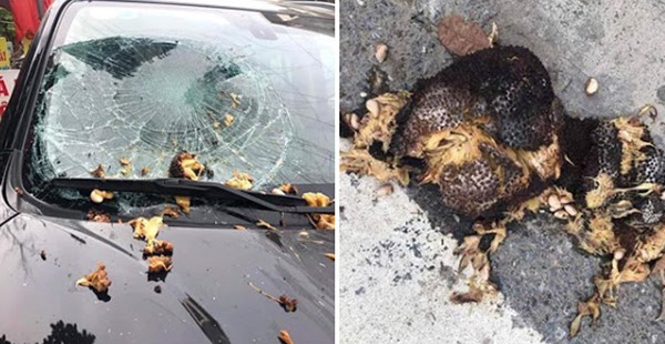 Nhiều người cho rằng do chủ xe đỗ xe mà không chú ý nên không thể bắt đền ai được và khuyến cáo mọi người để xe nên tránh dưới những tán cây có quả.