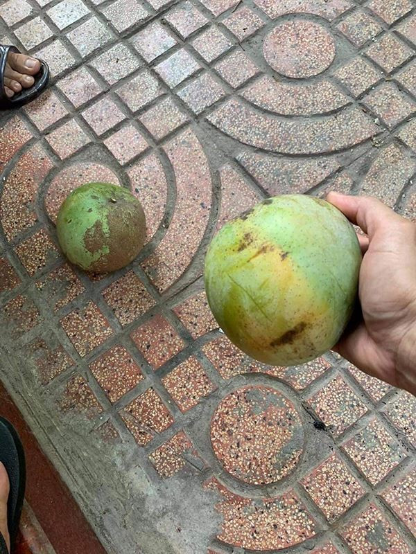 Một trong số những loại quả khiến kính ô tô vỡ nhiều nhất chính là xoài. Lỗi tại quả xoài khiến chiếc xe ô tô bị bể cả kính.