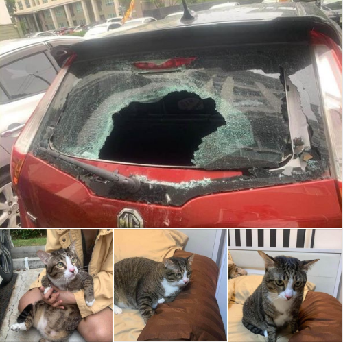 Mới đây, cư dân mạng chia sẻ nhiều bài đăng về một chú mèo mũm mĩm cùng câu chuyện dở khóc dở cười về "tai nạn" có 1-0-2 do mình gây ra. Theo đó, chú mèo chính là hung thủ gây ra vỡ kính ô tô của chủ nhân bài đăng. Ảnh chụp màn hình