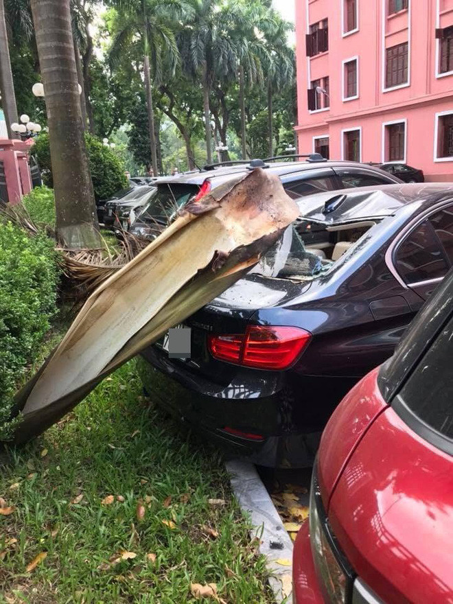 Ngay cả tán lá dừa rụng xuống cũng có thể khiến chiếc xe ô tô bị thương tích. Ảnh: Tổng hợp