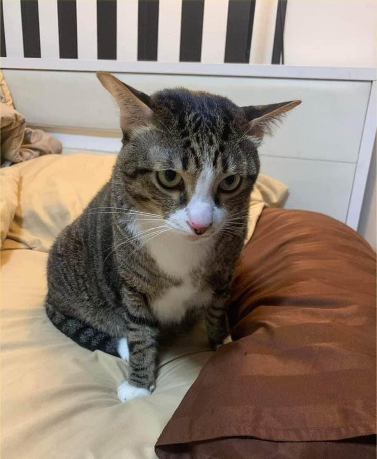 Câu chuyện này sau khi chia sẻ lên MXH nhanh chóng hút sự chú ý, hầu hết đều thở phào nhẹ nhõm khi chú mèo không bị thương. Ngoài ra netizen còn phải bật cười bởi con mèo lại là nguyên nhân khiến ô tô vỡ kính. Ảnh: Hoàng Linh