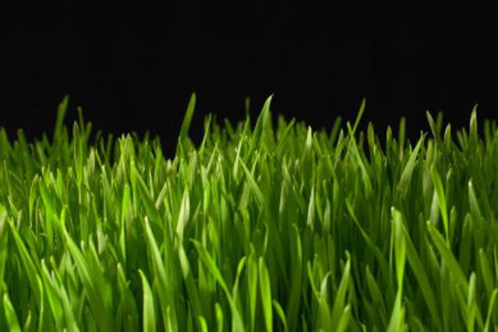 Cỏ lúa mì: Bột cỏ lúa mì giàu các chất dinh dưỡng như vitamin, khoáng chất, chất xơ, amino axit, enzim và protein giúp tăng cường hệ miễn dịch và hỗ trợ tiêu hóa. Nó cũng chứa hàm lượng chất diệp lục cao giúp cân bằng pH, thanh lọc máu và bài trừ các độc tố gây hại.