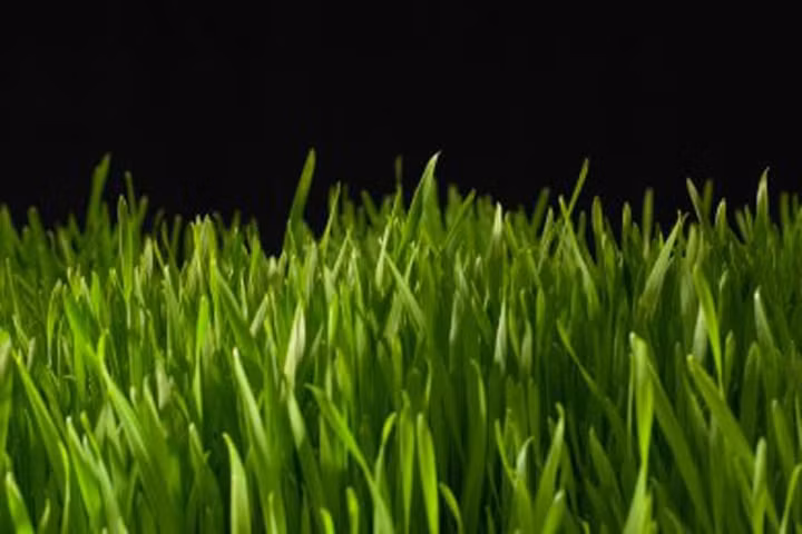 Cỏ lúa mì: Bột cỏ lúa mì giàu các chất dinh dưỡng như vitamin, khoáng chất, chất xơ, amino axit, enzim và protein giúp tăng cường hệ miễn dịch và hỗ trợ tiêu hóa. Nó cũng chứa hàm lượng chất diệp lục cao giúp cân bằng pH, thanh lọc máu và bài trừ các độc tố gây hại.