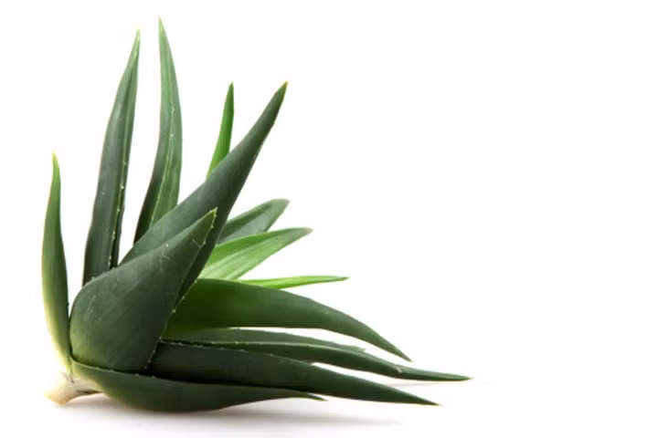 Nha đam: Nha đam giúp tăng cường chức năng giải độc cơ thể vì nó có chứa các chất có khả năng trung hòa các độc tố, làm sạch ruột và kích thích tái tạo tế bào. Nha đam còn có thành phần giúp làm dịu và lành các vết thương.