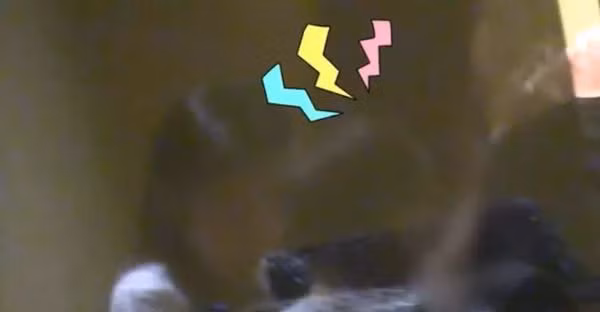 Dựa vào những hành vi của hai cô cậu nhóc này, có thể nhìn ra mối quan hệ giữa hai đứa trẻ này rất tốt và vô cùng thân thuộc. Thậm chí, có người còn đưa ra giả thuyết: “Lẽ nào đây là đứa con thứ hai bí ẩn của Triệu Vy?” Sở dĩ có sự nghi ngờ đó là vì 6 năm trước đó, Triệu Vy từng khiến dư luận đặt nghi vấn cô mang thai và khoảng thời gian này lại trùng khớp với số tuổi của bé trai kia.