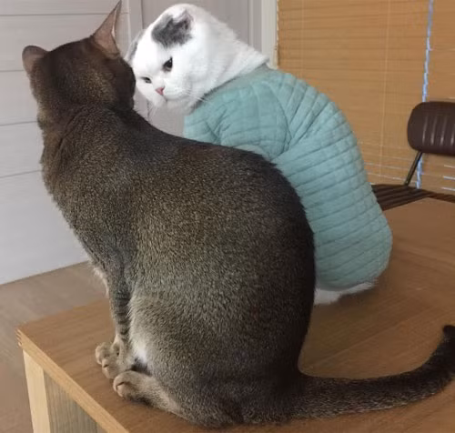 Soc voi ly do Goo Hye Sun khong ly di nua du chong te bac-Hinh-5