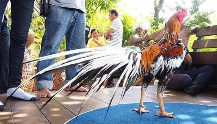 Chú gà trống độc, lạ, quý được trả tới 14 tỷ đồng - Hình 2 Chu ga trong doc, la, quy duoc tra toi 14 ty dong-Hinh-2