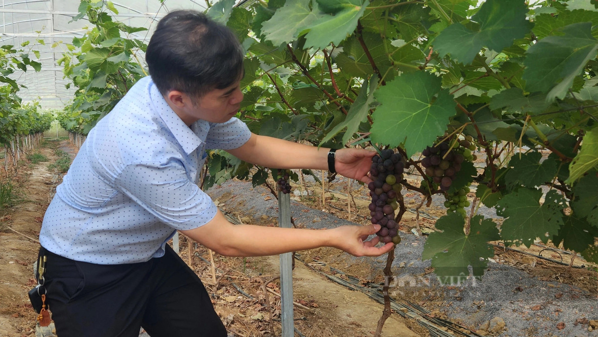 Dep me man vuon nho ha den o Lai Chau-Hinh-2