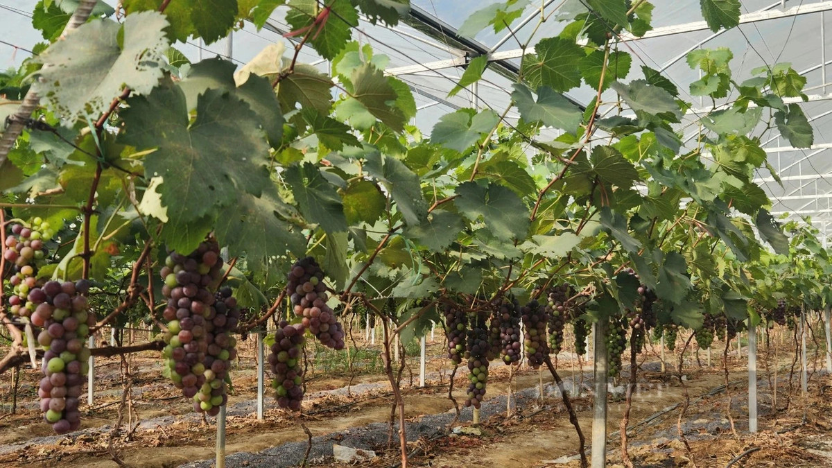 Dep me man vuon nho ha den o Lai Chau-Hinh-4