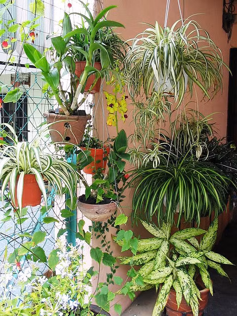 Một số cây cảnh trồng trong nhà vẫn có thể sống tốt khi thiếu ánh sáng. Ví dụ như cây nhện, đây là một loại cây rất phổ biến. Trong điều kiện thiếu ánh sáng, cây có thể hút khí cacbonic và các khí độc khác để tăng trưởng.