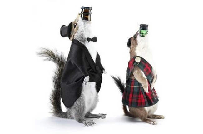 Với nồng độ cồn 55%, đây là loại bia Scotland rất mạnh được đóng chai bên trong một con sóc nhồi bông. Hãy tưởng tượng bạn đang nhấp một ngụm bia thơm ngon trong khi nhìn thẳng vào đôi mắt chết chóc của con sóc tội nghiệp.