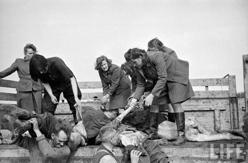 Những chiếc xe tải chở đầy thi thể của các tù nhân trong trại tập trung Bergen Belsen.