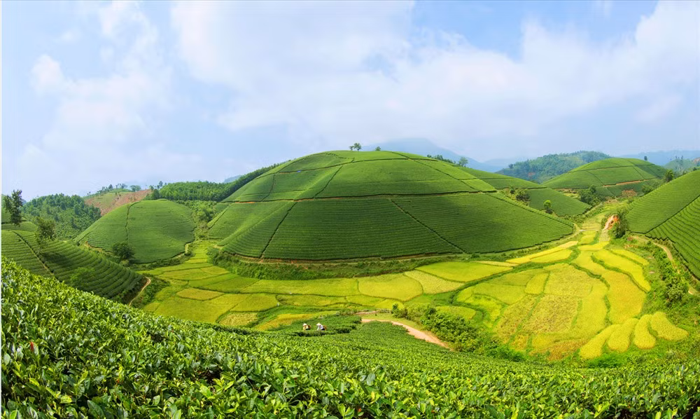 Tới đây, du khách có thể tận mắt chiêm ngưỡng khu rừng chò chỉ đẹp nhất miền Bắc. Thiên nhiên ở đây vẫn giữ được nguyên vẻ hoang sơ, hoang dã, khí hậu quanh năm mát mẻ là điểm đến lý tưởng của du khách ưa khám phá, nghỉ dưỡng và tìm hiểu nét văn hóa độc đáo của đồng bào dân tộc thiểu số. Ảnh: Dulichphutho.com