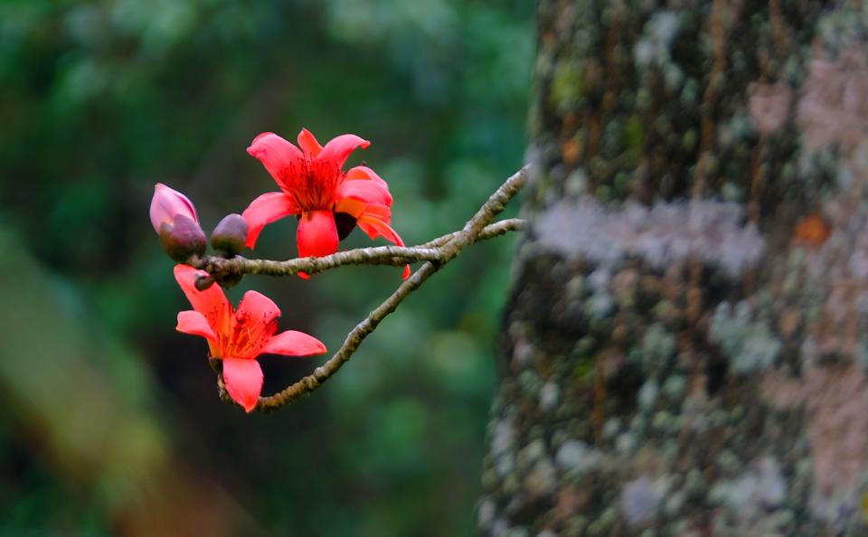 Tuy nhiên, hình ảnh hoa gạo Hà Giang mọc trên những triền đá cheo leo còn tượng trưng cho sức sống mạnh mẽ và ý chí kiên cường của người dân miền sơn cước. Không gian hoang sơ của núi rừng càng trở nên kỳ vĩ hơn khi xuất hiện những chùm hoa gạo tán sắc rực rỡ, lãng mạn. 
