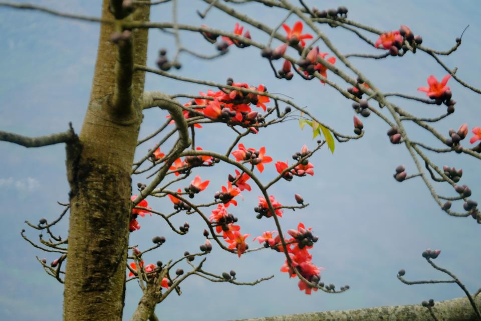 Hoa gạo còn có tên gọi khác là mộc miên hay pơ lang theo cách gọi của người dân vùng cao. Nhắc đến hoa gạo, người ta thường liên tưởng đến khung cảnh làng quê Việt Nam êm đềm bên sông nước lặng trôi.