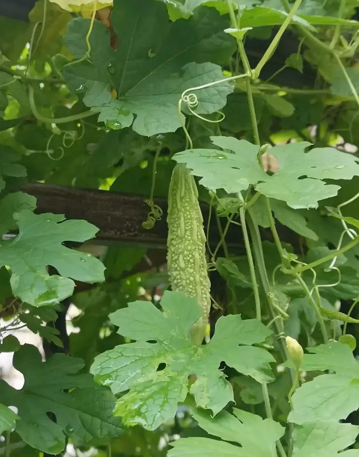 Can nha dac biet co khu vuon rong 100m2-Hinh-2