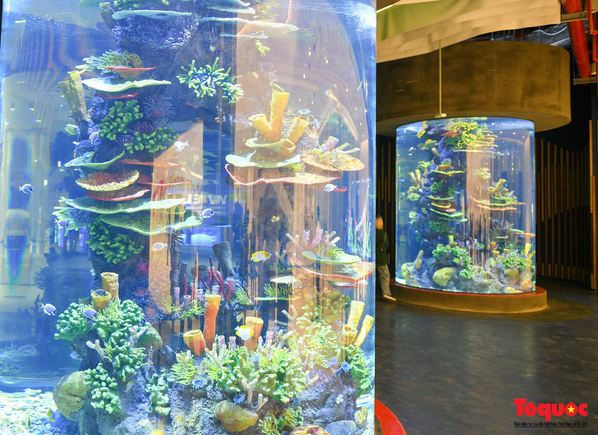 Với tổng diện tích hơn 9.000 mét vuông cùng thể tích hơn 3.400 tấn nước, Lotte World Aquarium Hanoi là thủy cung trong nhà lớn nhất Hà Nội và là thủy cung có bể vòm Acrylic lớn nhất Đông Nam Á. Nơi đây có tới 31.000 sinh vật biển thuộc hơn 400 loài khác nhau. (Ảnh: Tổ Quốc).
