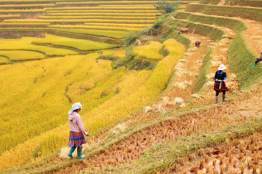 Mù Cang Chải có 2 mùa khá đẹp mà khách du lịch có thể sắp xếp thời gian để đến là mùa lúa chín vàng trong khoảng tháng 9 đến tháng 10, và mùa đổ nước từ tháng 5 đến tháng 6. Ngày nay việc di chuyển đến đây khá thuận tiện khi đường sá được mở thông thoáng hơn. Ngoài ra các bạn trẻ có thể sử dụng xe máy để đi phượt hoặc đi các phương tiện công cộng khác.