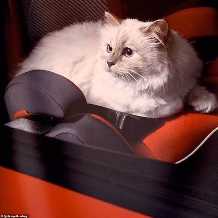 Với lượng tài sản kếch xù, Lagerfeld không ngần ngại chi trả một khoản tiền lớn cho Choupette. Ông sắm hẳn phòng ngủ riêng, đồng thời thuê 2 người giúp việc chăm sóc 24/24 giờ cho nàng mèo cưng của mình.