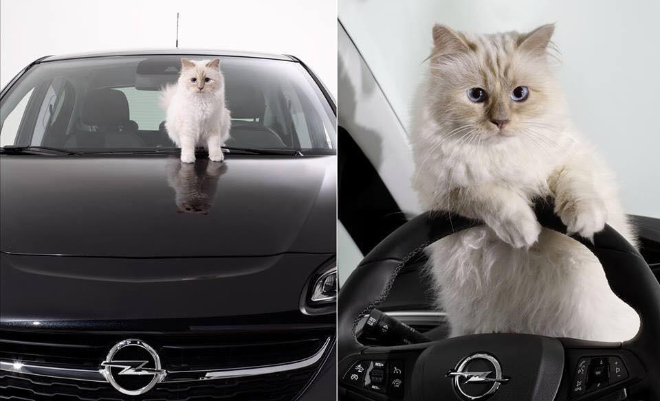 Choupette từng là người bạn luôn đồng hành cùng ông chủ Karl Lagerfeld trên mọi nẻo đường. "Bố già" Chanel đảm bảo chú mèo vẫn được hưởng lối sống vương giả cho dù ông không có chăm sóc nó nữa.