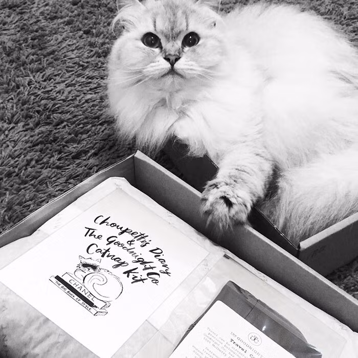 Mèo Choupette sở hữu 73,9 nghìn người theo dõi trên mạng xã hội. Chú mèo này hiện có một cuộc sống vương giả khiến nhiều người tròn mắt ngưỡng mộ.